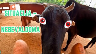 KONFLIKTAI SU INDIJOS KARVĖM – ESKALUOJA  🇮🇳