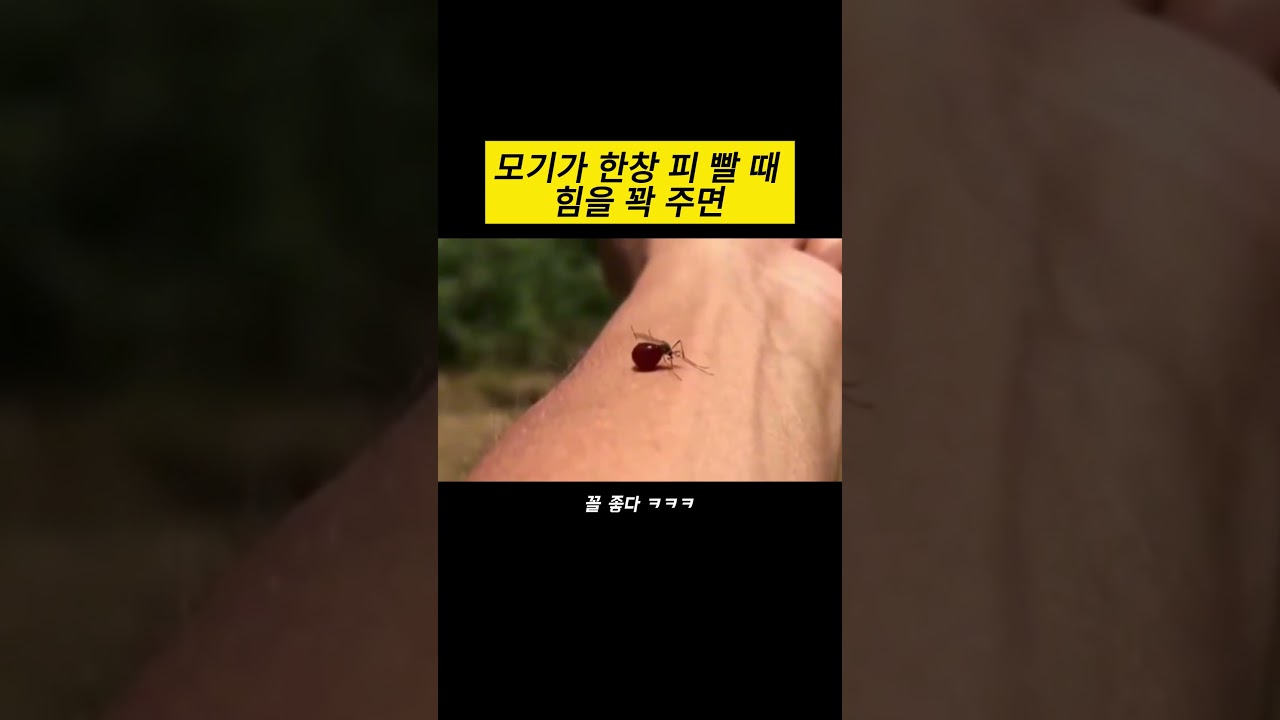 모기가 한창 피 빨 때 힘을 꽉 주면