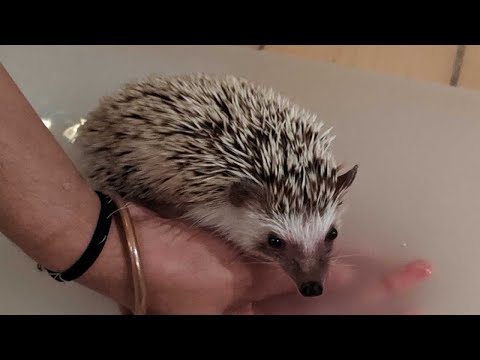 Hedgehog Skin Care Tips