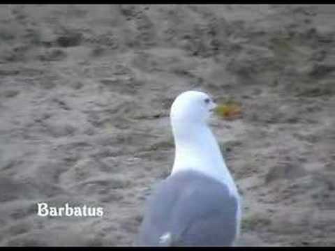Gaviota patiamarilla - Larus cachinnans