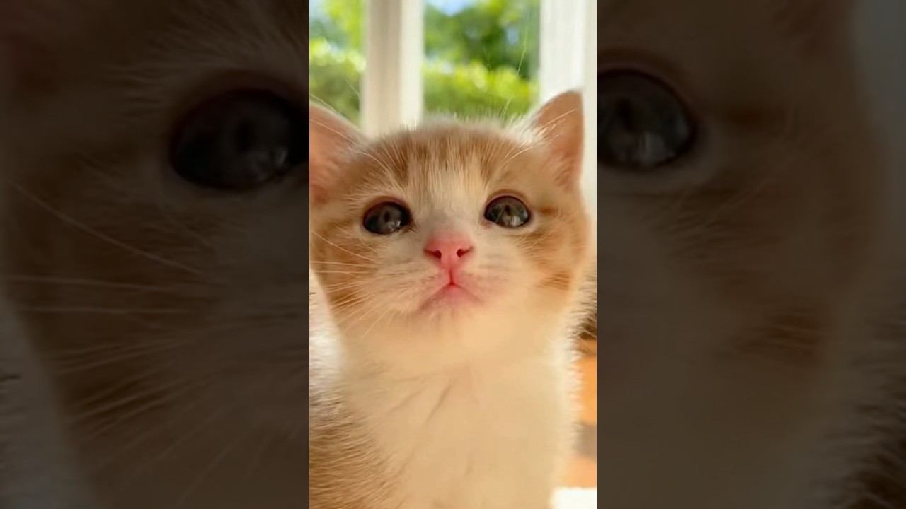 子猫の日常❤️ #cat #子ネコ #kitten #cute #cutecat #pets #ねこ #animals #kitty #癒し #love