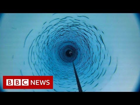 南極が溶けていく。終末の氷河」への旅 - BBC ニュース (Antarctica melting: Journey to the 'doomsday glacier' - BBC News)