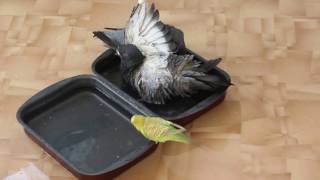 Волнистый попугай купается с голубями: "Я тоже член стаи!!!"