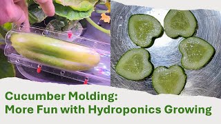 Molding Cucumbers, Just For Fun | Hydroponics | Gardening | Aerogarden | LetPot