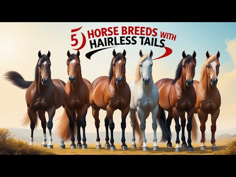 Hairless Horse Tail
