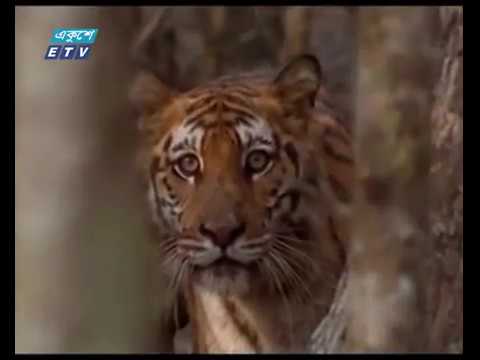 সুন্দরবনের উপকূলীয় এলাকায় বাঘ আতংকে নির্ঘুম রাত