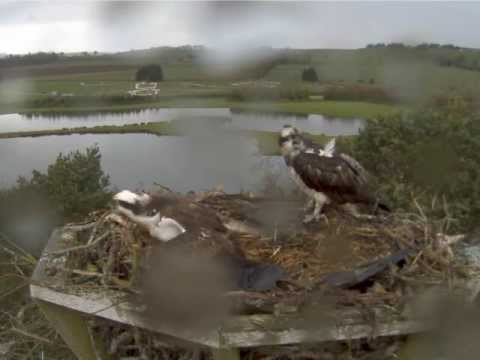 Love is in the air - Ospreys mating on the nest at Lochter