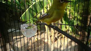 Download lagu Pleci tembakan kunti mp3