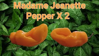 Madame Jeanette Pepper X 2  - Madame Jeanette Chile from Refining Fire Chiles