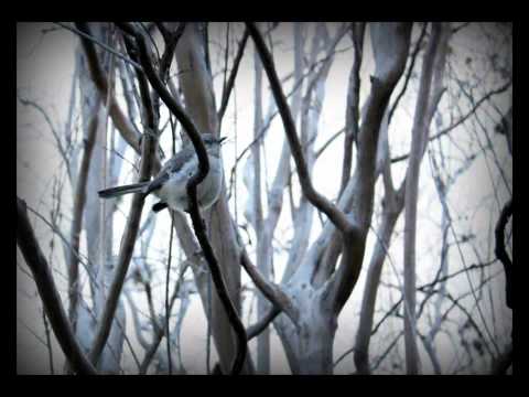 Absent Without Leave - Where The Birds Fly In Winter (HD)