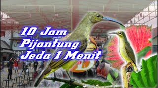 Download lagu 10 Jam Suara Pijantung [untuk masteran burung kesayangan anda] mp3