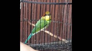 Download lagu kirik kirik gacor mp3