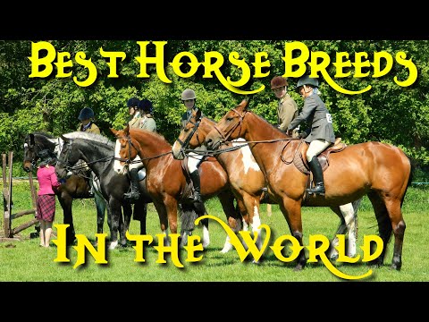YouTube video about: What horse breed has the worst temperament?