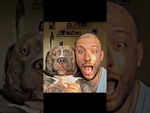 Amazing Dog #pitbull #americanbully #dog #doglover #canecorso #information #trending #animals #love