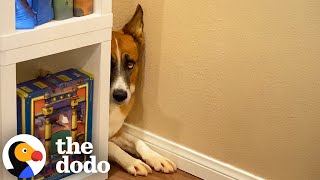 Dog Overcomes All Her Fears, One By One | The Dodo