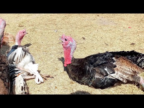 Feira das Galinhas, Queijo, Feijão Capoeiras Pe.12/12/25