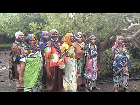 Women saving mangroves in Kenya!