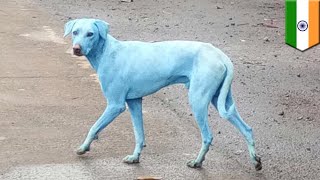 Blue dogs: street dogs searching for food in river found covered in blue dye  - TomoNews