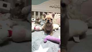 Video preview image #1 French Bulldog Puppy For Sale in SAN JOSE, CA, USA