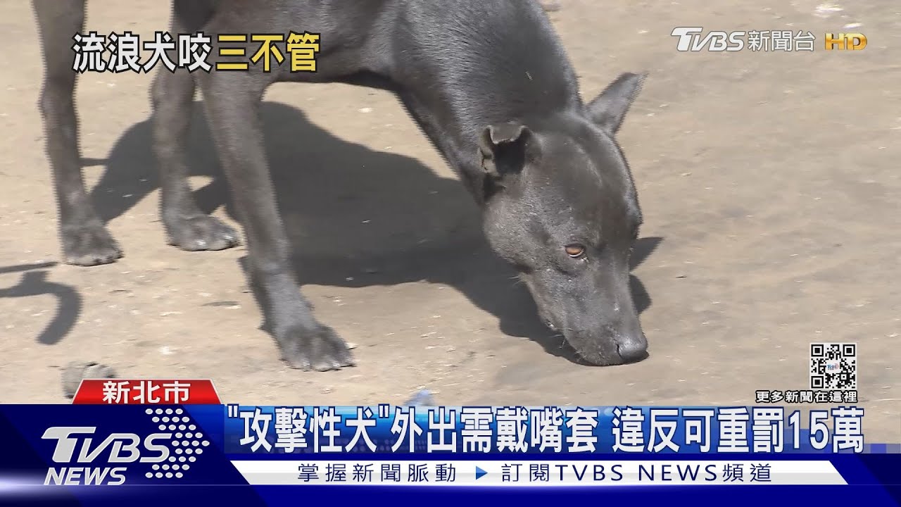 走路回家突被狗追 卡古遭「咬傷三個洞」