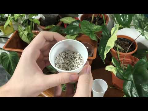 Ukorzenianie w perlicie