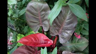 Longwood Gardens Tour | Summer 2019
