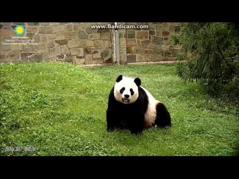 2017.04.29 MOM SCENT MARKINGS & PACING THE YARD