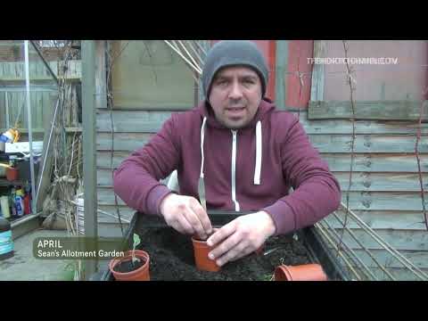 Rusty Allotment Yearly Review 2013