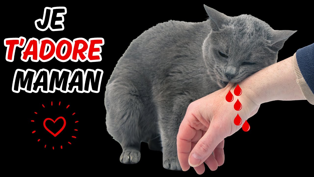 15 Signes que votre Chat vous Aime comme sa Maman ( Signe #9 SURPRENANT )