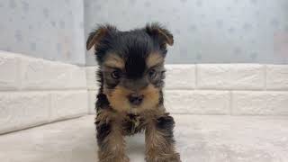 ヨークシャーテリアの動画01