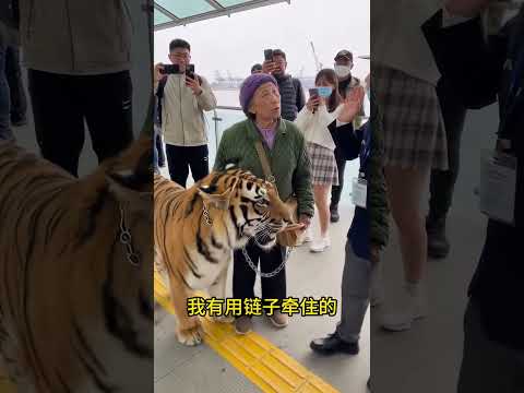 An older woman was stopped from bringing a tiger onto a cruise ship.
