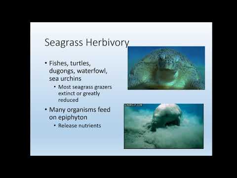 20 - Ocean Habitats