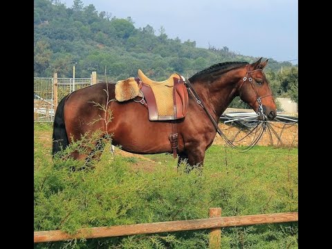 ELMO DA BROA (Almansor da Broa x Vistosa da Broa)