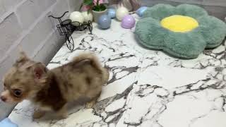 チワワ（ロング）の動画01