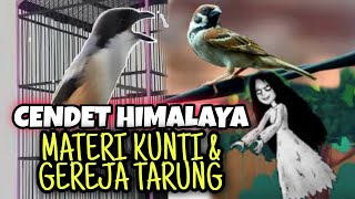 Download lagu Cendet suara gereja tarung sambung kunti gacor panjang keras powernya_ @sultanakbar mp3