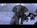 Wildebeest Stampede Animal Stampede Elephant Sound Variation Jumanji Stampede Rodeo Stampede