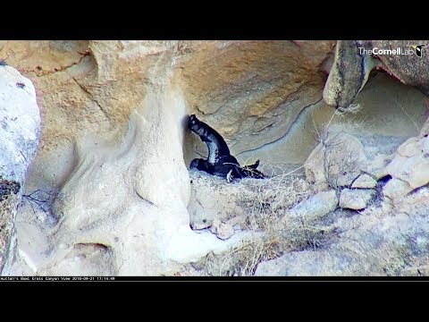 Hutton's Bowl Condor~ Close up Chick~ 2018/09/21