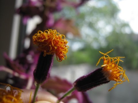 Гинура (фиолетовый мохнатый цветок)
