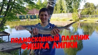 Карп платная рыбалка в подмосковье без нормы вылова