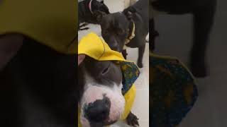 Video preview image #1 American Bulldog-Staffordshire Bull Terrier Mix Puppy For Sale in Germantown, OH, USA