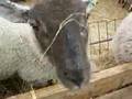 Animals Talk Anal Sex