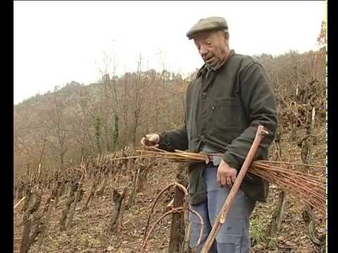 Los vimses per ligar la vinha