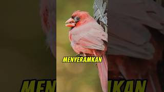 Download lagu SCARY BIRD SOUNDS YOU HAVEN'T HEARD OF #dailyfacts #uniquefacts #shorts mp3