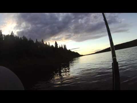 12kg lohi Tornionjoelta 19.6.2014