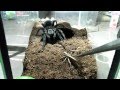 Tarantula feeding video 3
