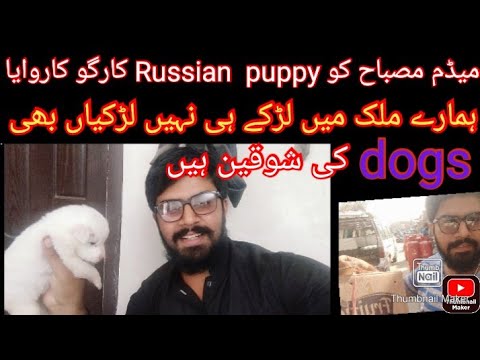 Hafizabad Say Russian Puppy mangway or / Madam👮 Misbah Ko Talagang Cargo Karwaye🚌🚌