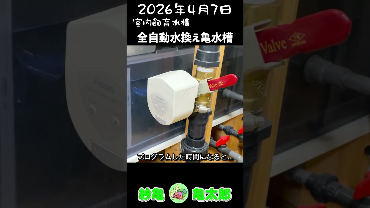 亀観察日記 2026.4.7 「全自動水換え亀水槽」