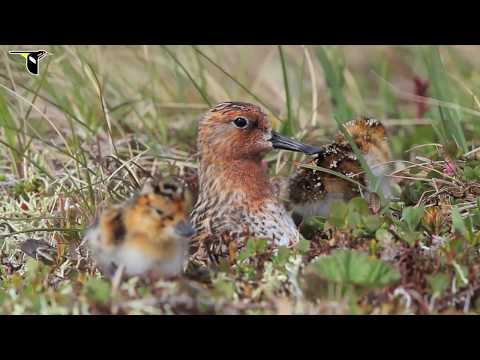 Spoon-billed Sandpiper: Hatch