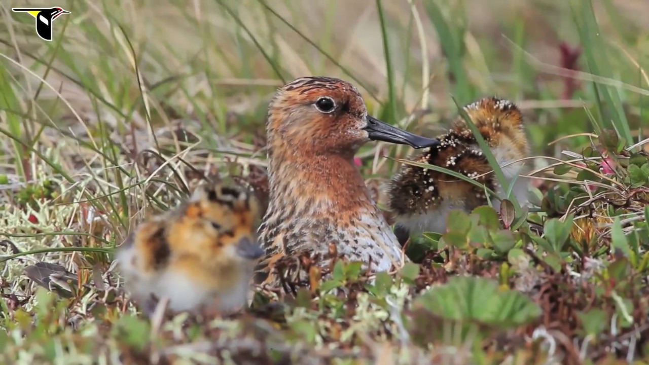 Spoon-billed Sandpiper: Hatch Spoon-billed Sandpiper: Hatch