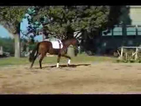 Coolidge Canto an der Hand